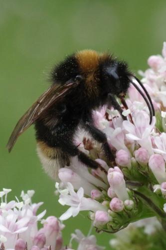 Bombus vestalis
